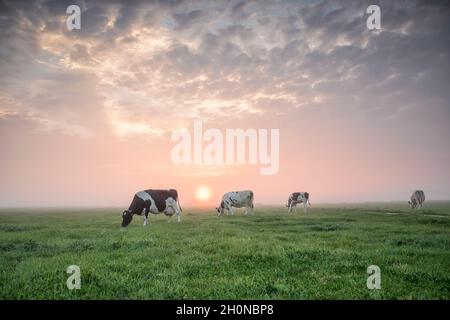 Kühe grasen im Sommer bei Sonnenaufgang auf der Weide Stockfoto