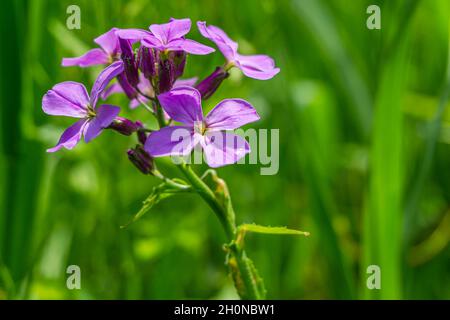 Vier Blütenblätter Dame's Rocket Purple Blume der Senffamilie ist eine schöne, aber invasive nicht-einheimische Pflanze in Nordamerika Stockfoto