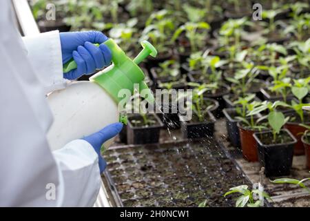 Nahaufnahme der Hände des Agronomen, die Boden in der Sämlingschale im Gewächshaus besprühen und desinfizieren Stockfoto