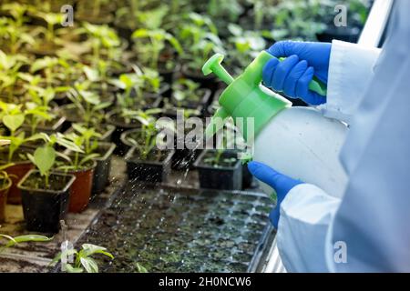 Nahaufnahme der Hände des Agronomen, die Boden in der Sämlingschale im Gewächshaus besprühen und desinfizieren Stockfoto