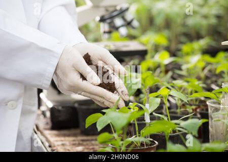 Weibliche Agronomin im weißen Mantel und Handschuhe halten Erde in den Händen über Tomatenpflanzen in Blumentöpfen im Gewächshaus Stockfoto