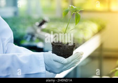 Nahaufnahme des Sämlings in den Händen eines Agronomen mit Handschuhen und weißem Mantel im Gewächshaus mit Mikroskop im Hintergrund. Pflanzenschutz und Produktivität i Stockfoto