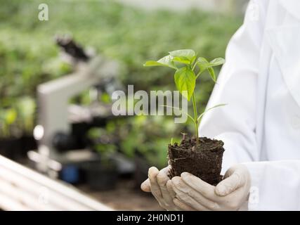 Nahaufnahme des Sämlings in den Händen eines Agronomen mit Handschuhen und weißem Mantel im Gewächshaus mit Mikroskop im Hintergrund. Pflanzenschutz und Produktivität i Stockfoto