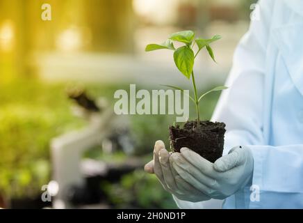 Nahaufnahme des Sämlings in den Händen eines Agronomen mit Handschuhen und weißem Mantel im Gewächshaus mit Mikroskop im Hintergrund. Pflanzenschutz und Produktivität i Stockfoto