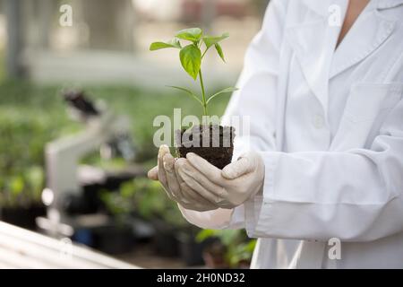 Nahaufnahme des Sämlings in den Händen eines Agronomen mit Handschuhen und weißem Mantel im Gewächshaus mit Mikroskop im Hintergrund. Pflanzenschutz und Produktivität i Stockfoto