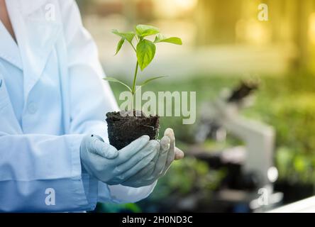 Nahaufnahme des Sämlings in den Händen eines Agronomen mit Handschuhen und weißem Mantel im Gewächshaus mit Mikroskop im Hintergrund. Pflanzenschutz und Produktivität i Stockfoto