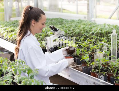 Hübsche Agronomin mit Handschuhen, die Sämlinge im Gewächshaus mit Mikroskop im Hintergrund verpflanzt Stockfoto