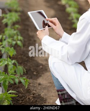Nahaufnahme der Hände einer Agronomin, die die Tablette neben Tomatensämlingen im Gewächshaus hält Stockfoto