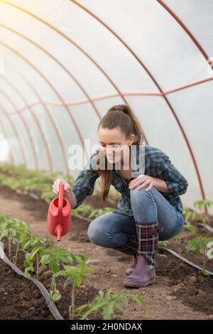 Bäuerin Frau, die Tomatensämlinge aus der Wasserkanne im Gewächshaus wässert Stockfoto