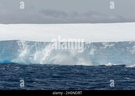 Tabellarischer Eisberg, der ins Meer kalbt. Südlicher Ozean, Antarktis Stockfoto