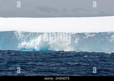 Tabellarischer Eisberg, der ins Meer kalbt. Südlicher Ozean, Antarktis Stockfoto