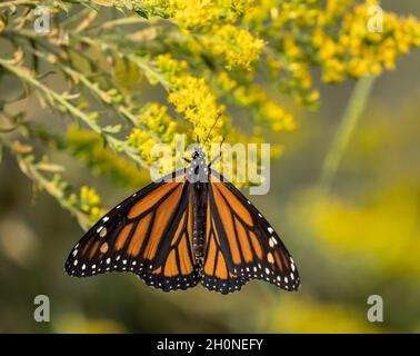 Monarch Butterfly (danaus plexippus) füttert auf der Sommerwiese gelbe Wildblumen Stockfoto