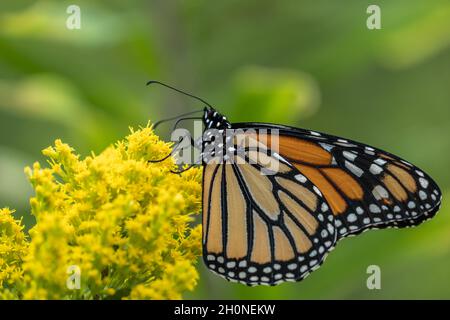 Monarch Butterfly (danaus plexippus) füttert auf der Sommerwiese gelbe Wildblumen Stockfoto