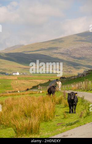 Rinder auf der einspurigen eingezäunten Straße zwischen Cwmystradllyn und Prenteg Gwynedd Nord-Wales. Stockfoto