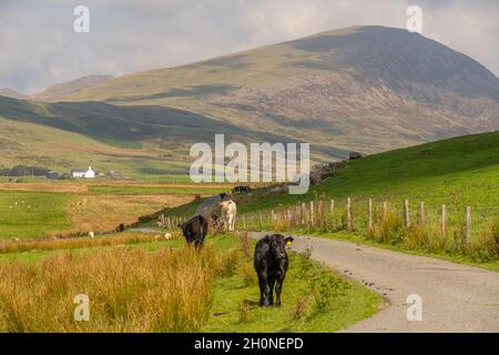 Rinder auf der einspurigen eingezäunten Straße zwischen Cwmystradllyn und Prenteg Gwynedd Nord-Wales. Stockfoto