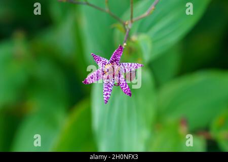 Nahaufnahme der schönen und ungewöhnlich gefleckten japanischen Krötenlilie (Tricyrtis Hirta) mit violett-weißer Blüte Stockfoto