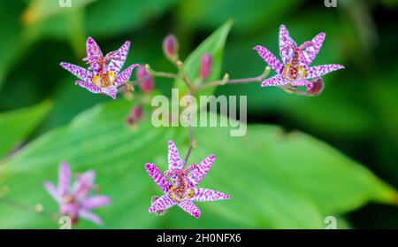 Nahaufnahme der schönen und ungewöhnlich gefleckten japanischen Krötenlilie (Tricyrtis Hirta) mit violett-weißer Blüte Stockfoto