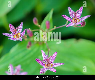 Nahaufnahme der schönen und ungewöhnlich gefleckten japanischen Krötenlilie (Tricyrtis Hirta) mit violett-weißer Blüte Stockfoto