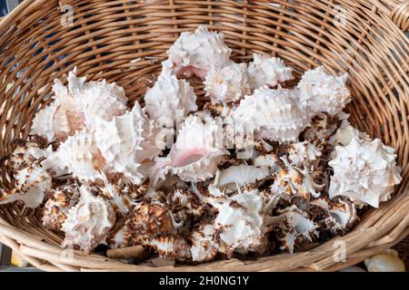 Verschiedene Natur Muscheln in einem Korb. Natur Hintergrund. Stockfoto