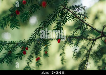 Zweige von Taxus Baccata oder Eibe mit roten Früchten. Natürlicher Hintergrund. Selektiver Fokus Stockfoto