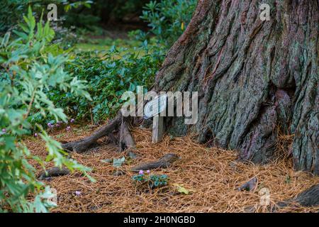 Namensschild an der Basis eines Mammutbaums aus Mammutholz (Sequoiadendron giganteum) Stockfoto