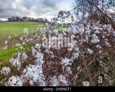 In den Wintermonaten, am Rande des Harewood Forest, wächst Traveller’s Joy oder Clematis Vitalba in den Hecken des umliegenden Ackerlandes. Stockfoto