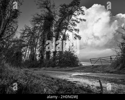 Schwarz-weißes Bild.nach einem Sturm, als die Regenwolken klar, ein Tor, das in ein Feld mit großen Cumulus Wolke dahinter und Wetter geschlagen Bäume linin Stockfoto