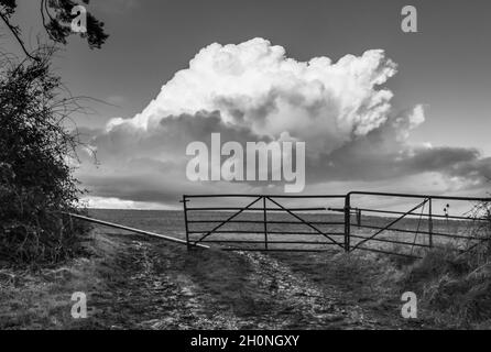 Schwarz-weißes Bild.nach einem Sturm, als die Regenwolken klar, ein Tor, das in ein Feld mit großen Cumulus Wolke dahinter und Wetter geschlagen Bäume linin Stockfoto