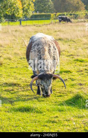 Langhornrinder grasen auf der Farm auf dem Shugborough Estate, dem Anwesen des National Trust und dem ehemaligen Zuhause des Fotografen Patrick Lord Lichfield Stockfoto