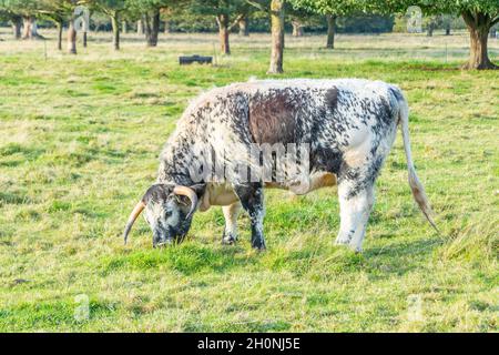 Langhornrinder grasen auf der Farm auf dem Shugborough Estate, dem Anwesen des National Trust und dem ehemaligen Zuhause des Fotografen Patrick Lord Lichfield Stockfoto