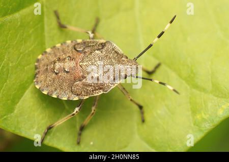Nahaufnahme einer Nymphe des melierten Schildbugs, Rhaphigaster nebulosa Stockfoto