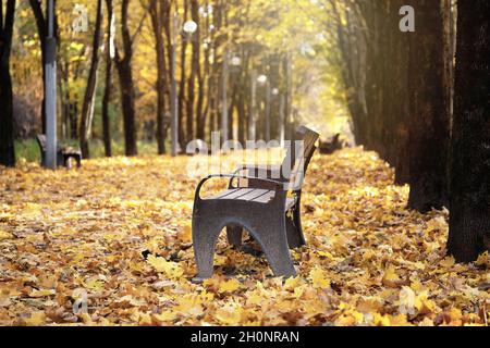 Bank im Herbstpark, bedeckt mit gefallenen Ahornblättern an sonnigen Tagen Stockfoto