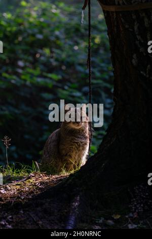 Vertikale Aufnahme einer niedlichen Katze, die neben dem Baum sitzt und etwas ansieht Stockfoto
