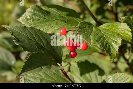 Amerikanischer Moosbusch viburnum Stockfoto