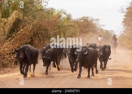 Einheimische Bufalos werden von den pantaneiro-Cowboys auf dem Estrada Parque (Park Road), Pantanal, Mato Grosso do Sul, Brasilien, durchgeführt Stockfoto