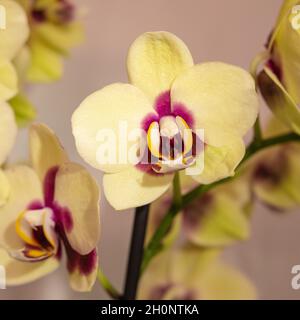 Eine gelbe Mini Phalaenopsis Orchidee Stockfoto