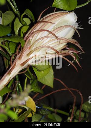 Nahaufnahme einer blühenden Brahma Kamal (Saussurea obvallata) Blume in dunkler Nacht Stockfoto