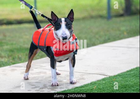 Mini Bull Terrier in einer orangefarbenen Schwimmweste bereit zum Schwimmen Stockfoto