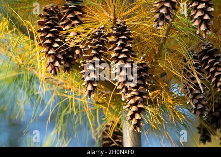 Pinus contorta, Tannenzapfen im Herbst Stockfoto