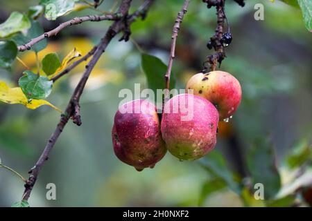 Rote Wilde Äpfel, Herbst Stockfoto