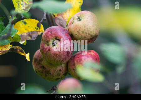 Rußiger Fleck (Schizothyrium Pomi) und Apfelschorf (Venturia inaequalis) auf Äpfeln, Herbst Stockfoto