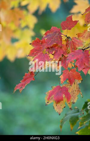 Herbst, Herbstfarben Ahornblätter Stockfoto