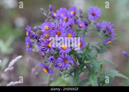 New England Aster (Symphyotrichum novae-angliae) Stockfoto