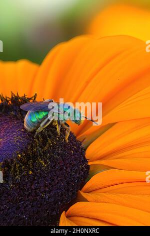 Extreme Nahaufnahme einer leuchtend metallisch-grünen Schweißbiene auf einer leuchtend gelben Blume. Stockfoto