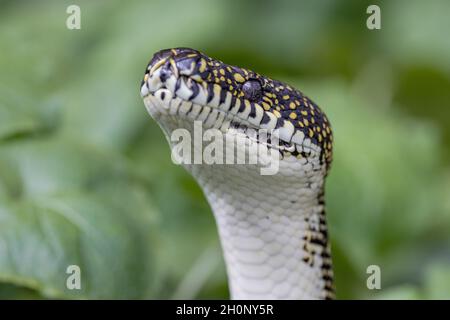 Australian Diamond Python mit erhobenem Kopf, der Skalierungen und Labialwärmeabtastungsgruben zeigt Stockfoto