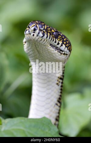 Australian Diamond Python mit erhobenem Kopf, der Skalierungen und Labialwärmeabtastungsgruben zeigt Stockfoto