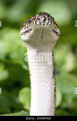 Australian Diamond Python mit erhobenem Kopf, der Skalierungen und Labialwärmeabtastungsgruben zeigt Stockfoto