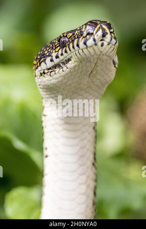 Australian Diamond Python mit erhobenem Kopf, der Skalierungen und Labialwärmeabtastungsgruben zeigt Stockfoto