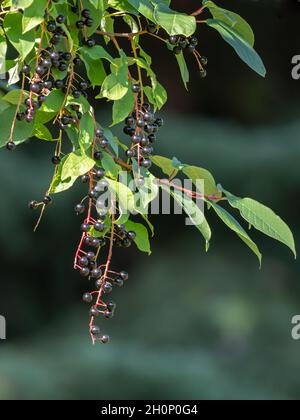 Reife Chokecheries hängen vom Baum Stockfoto