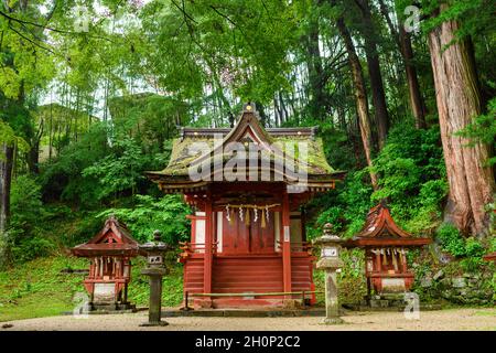 Nara, Japan - 01. Juli 2019: Kleiner Schrein, umgeben von Wald, auf dem Gelände des Tanzan Jinja Shine. Stockfoto